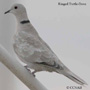 Ringed Turtle-Dove