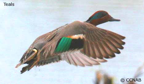 teals