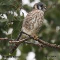 pin feathers, fledging, juvenile