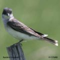 flycatchers, kingbirds, pewees, phoebes