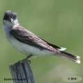 flycatchers, kingbirds, pewees, phoebes