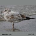 juvenile, immature, fledging