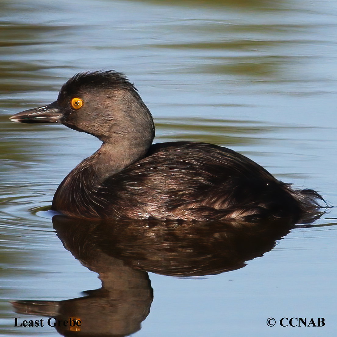 Birds of North America from  9 He to Le