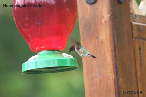 Hummingbird Feeder