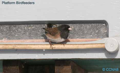 Platform Birdfeeders