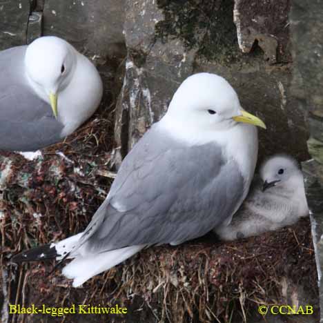 kittiwakes
