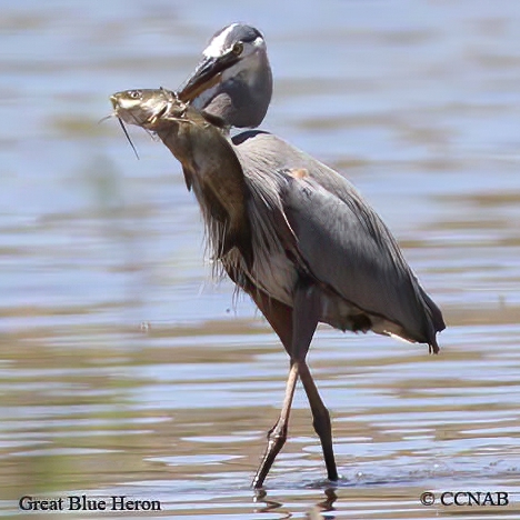 wading birds