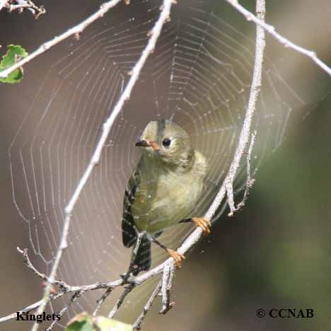 kinglets