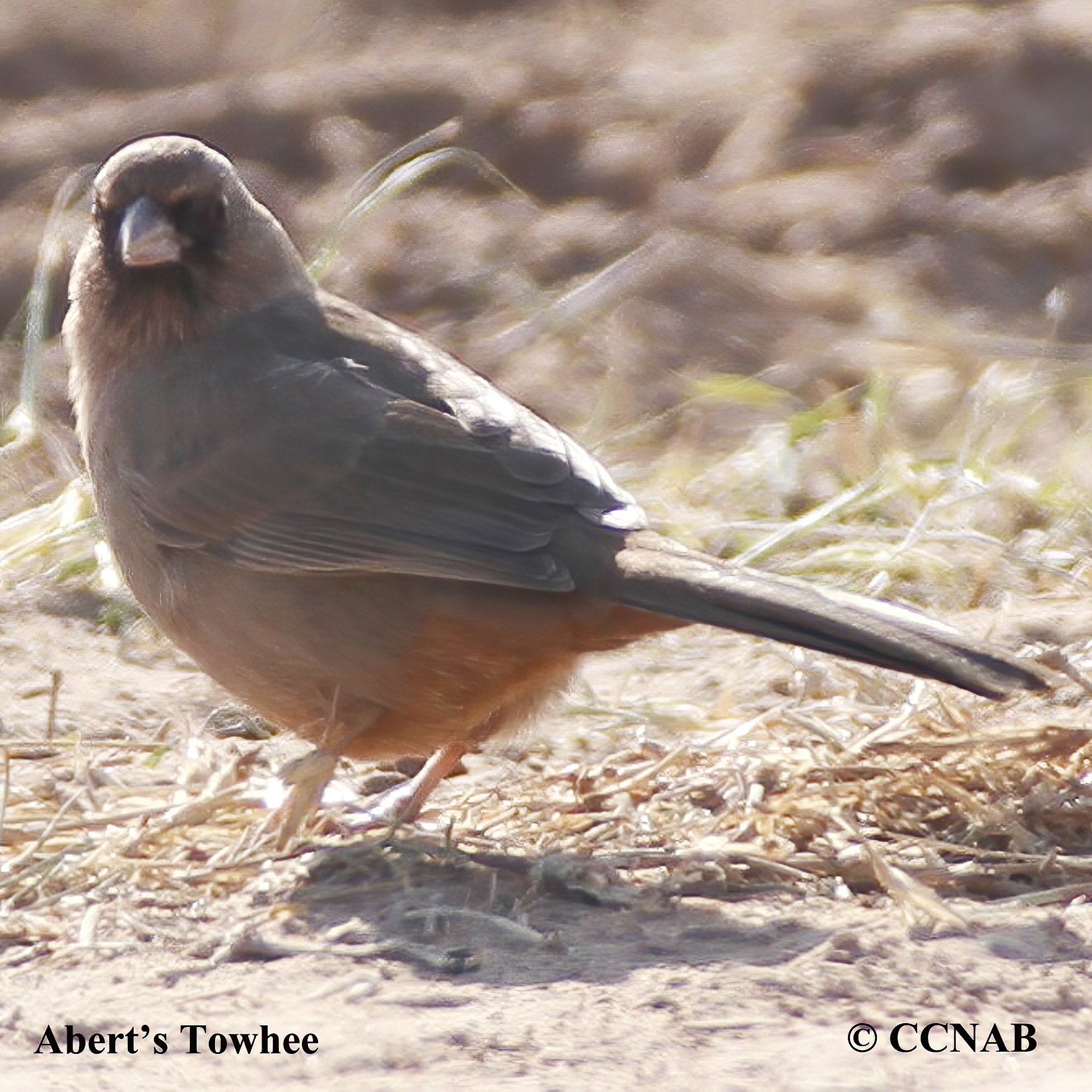 Abert's Towhee