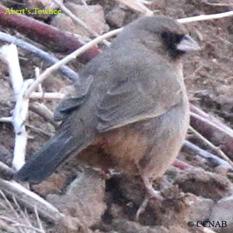 Birds of North America