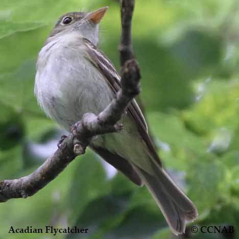 Acadian_Flycatcher