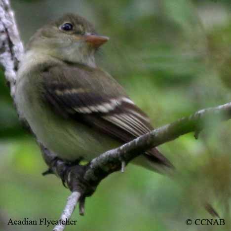 Birds of North America