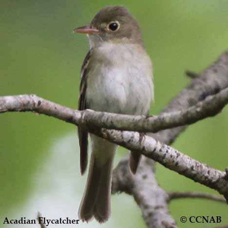 Acadian_Flycatcher