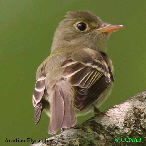 Acadian_Flycatcher