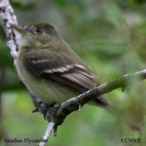 Acadian_Flycatcher