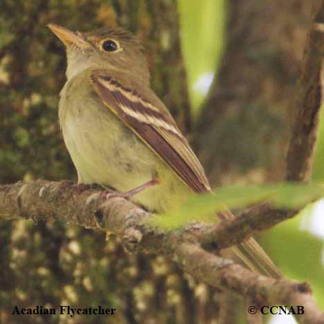 Acadian_Flycatcher