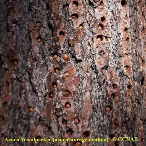 Acorn Woodpecker