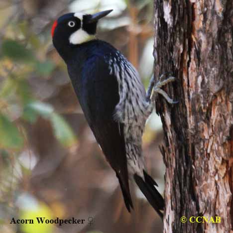 Acorn Woodpecker