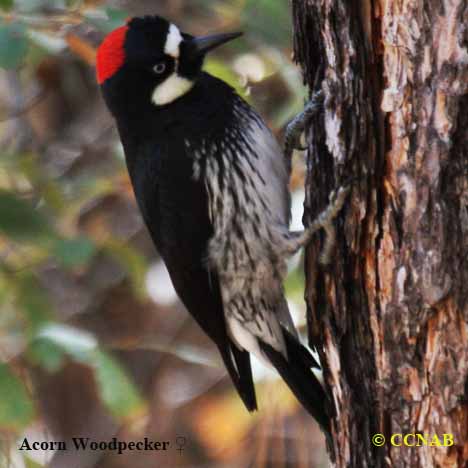 Acorn Woodpecker