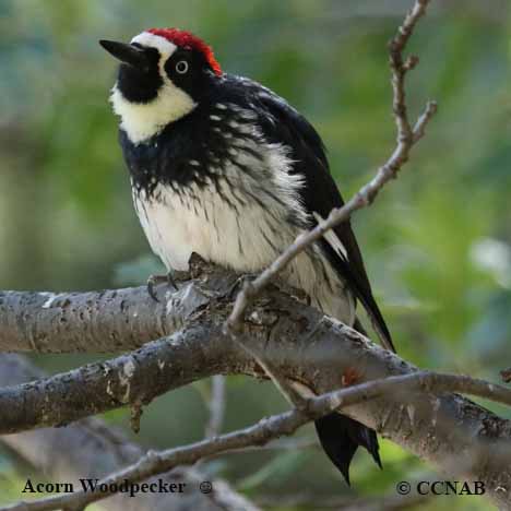 Acorn Woodpecker