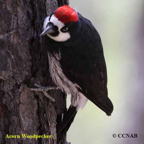 Acorn Woodpecker