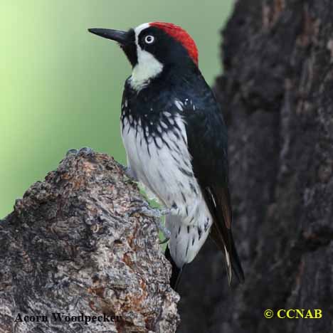 Birds of North America