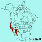Acorn Woodpecker range map