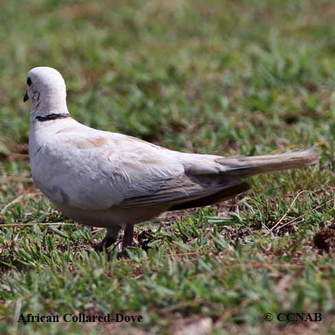 African Collared-Dove