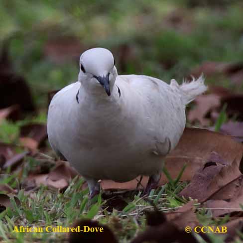 African Collared-Dove