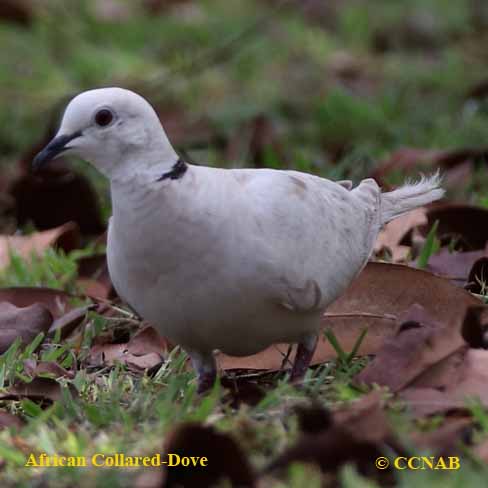 African Collared-Dove