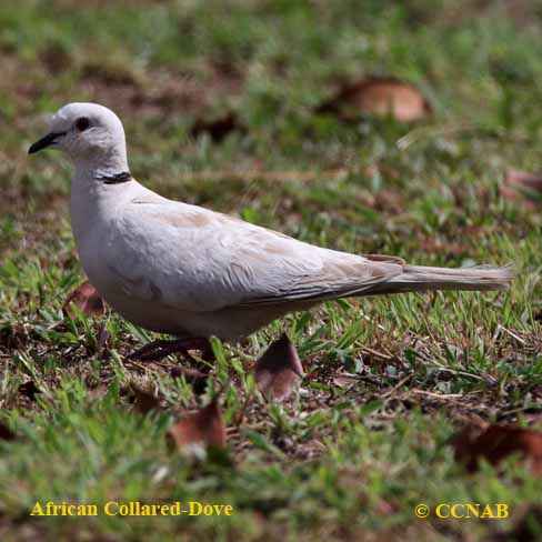 Birds of North America