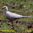 African Collared-Dove range map