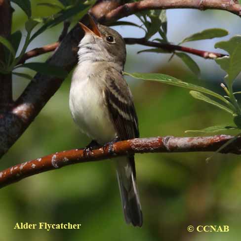 Alder Flycatcher