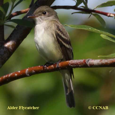 Alder Flycatcher