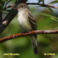 Alder Flycatcher range map