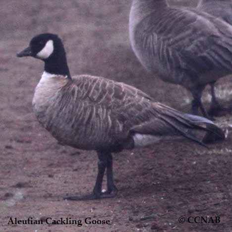 How To Build A Sub Box >> Aleutian Cackling Goose - North American Birds - Birds of ... How To Build A Sub Box >> Aleutian Cackling Goose - North American Birds - Birds of ...