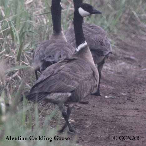 Aleutian Cackling Goose