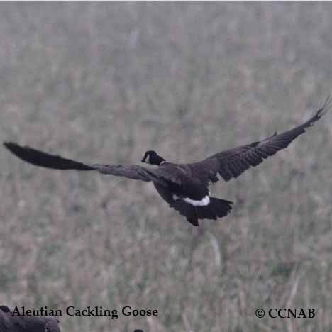 Aleutian Cackling Goose