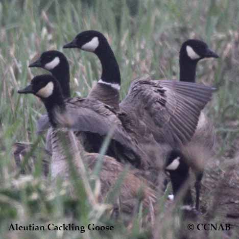 Aleutian Cackling Goose