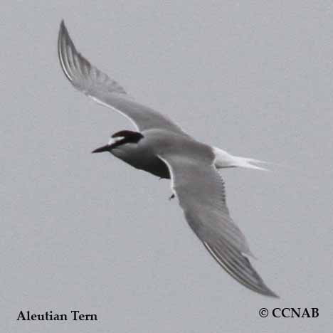 Aleutian Tern