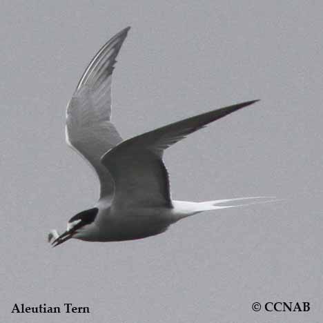 Aleutian Tern