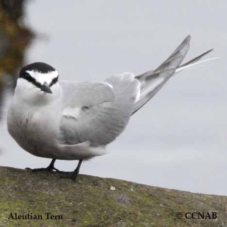 Aleutian Tern