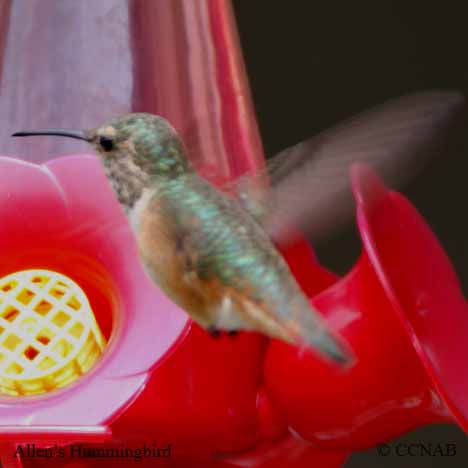 Allen's Hummingbird