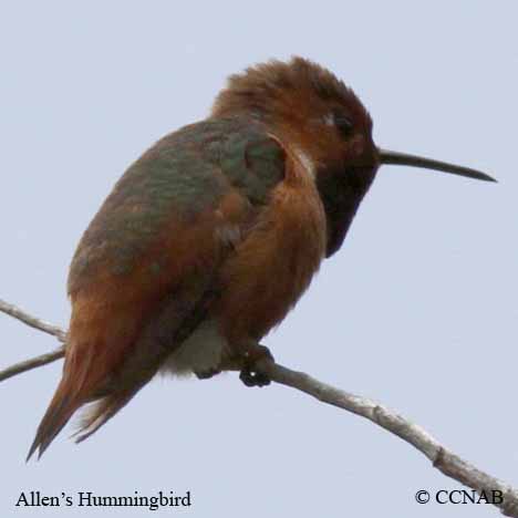 Allen's Hummingbird