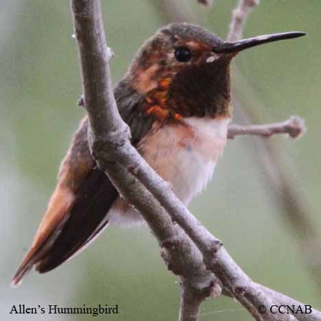 Allen's Hummingbird