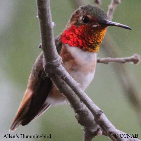 Allen's Hummingbird