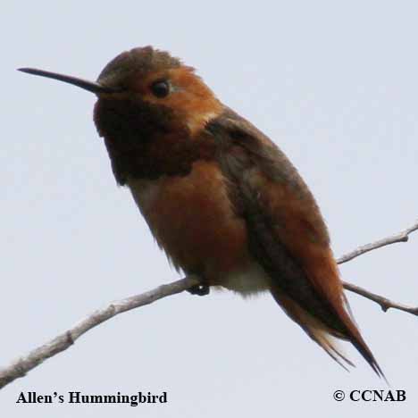 Allen's Hummingbird range map