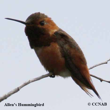 Allen's Hummingbird