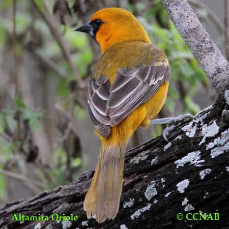 Altamira Oriole