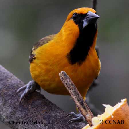 Birds of North America